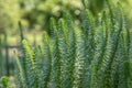 Mareâs-tail Hippuris vulgaris, plants in a pond